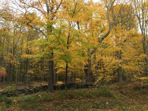 fall woodland area